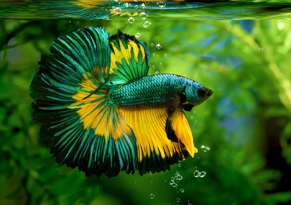 泰国斗鱼饲养是否需要特殊的水族箱装饰和布局？