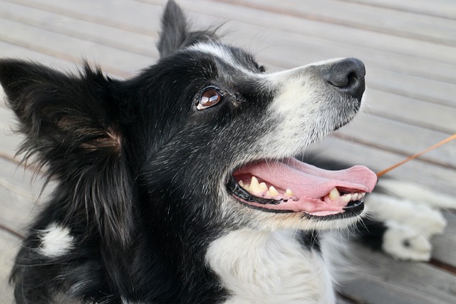 如何保持边境牧羊犬口气清新？