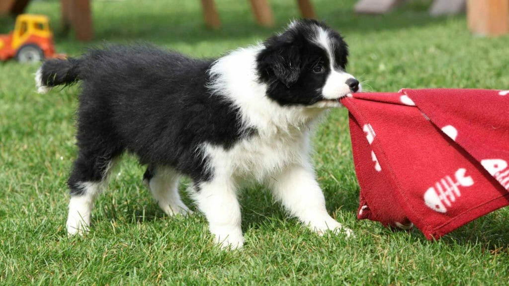 如何训练边境牧羊犬不咬人或物品？ 