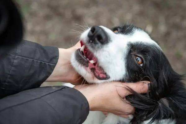 主人在鼓励边境牧羊犬