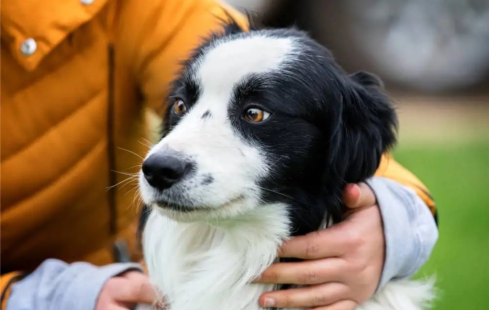 持续训练中的边境牧羊犬