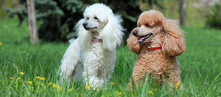 如何在训练中纠正泰迪犬的不良行为？