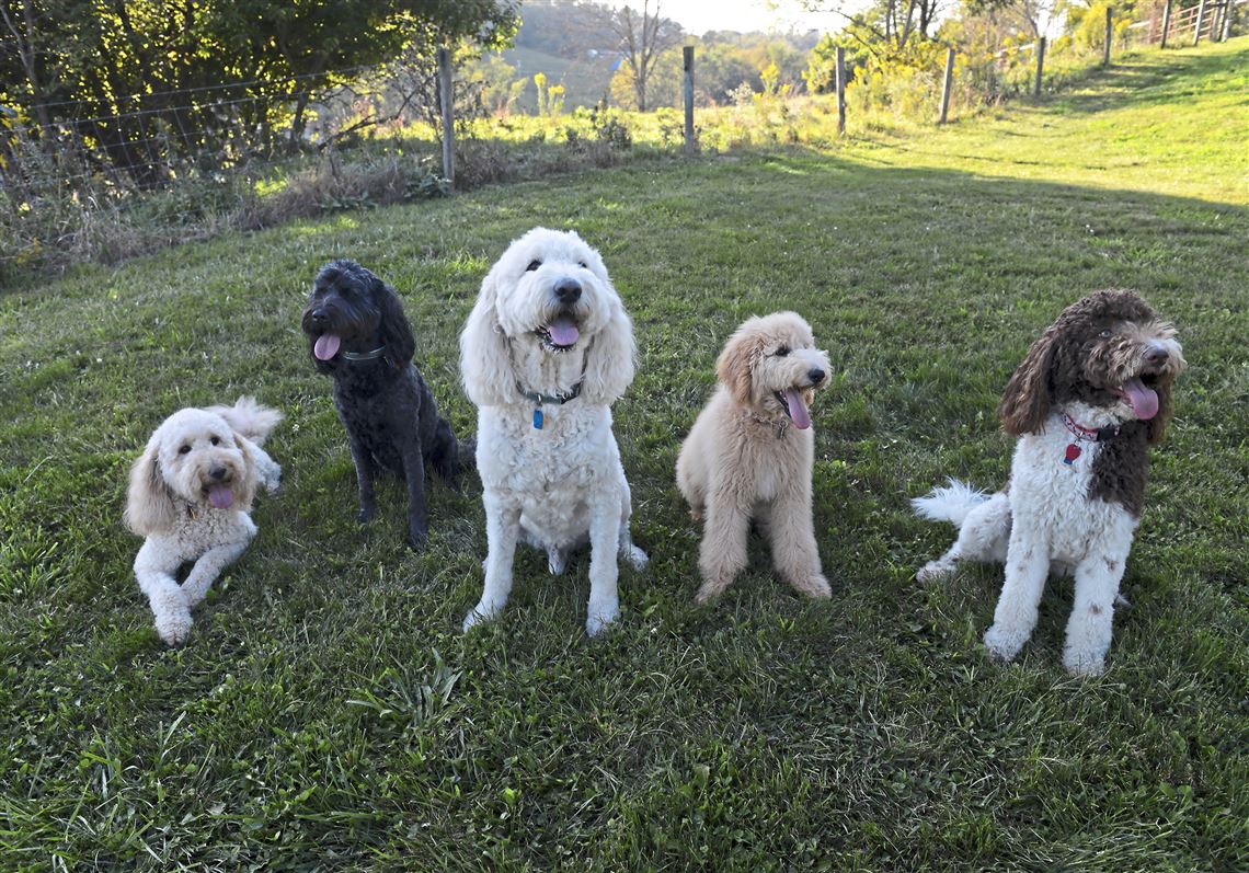 泰迪犬对其他宠物友好吗？