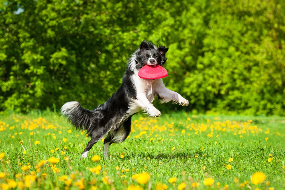 在户外活动的边境牧羊犬