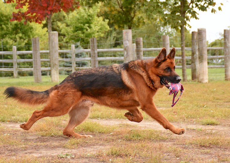 德国牧羊犬的体型和体重范围是多少？