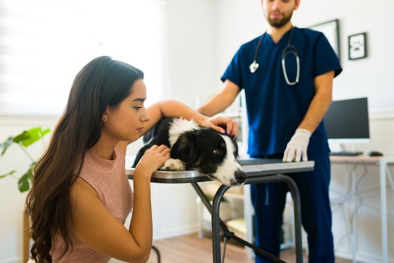 女主人在安抚边境牧羊犬接受医生的血液检查