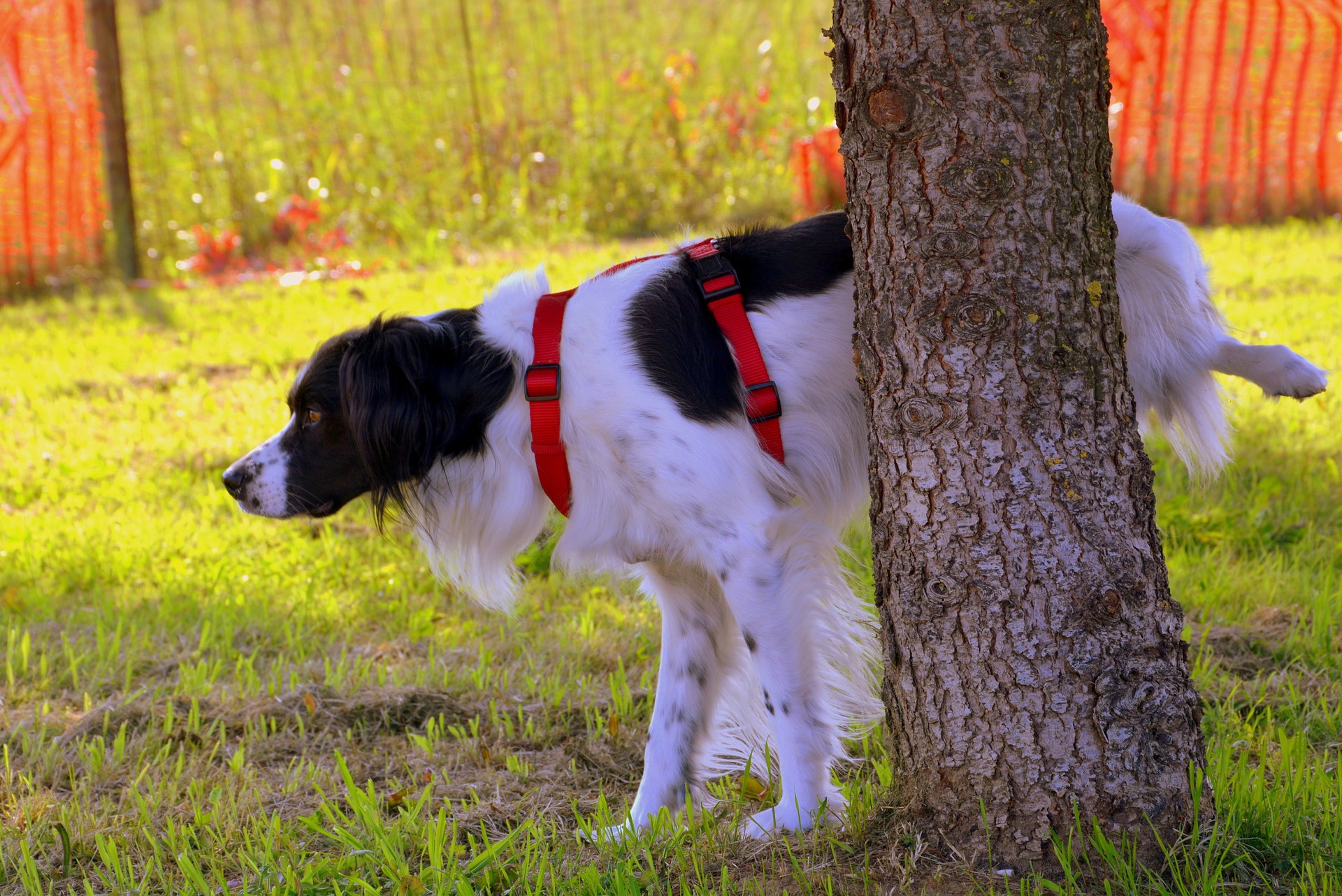 在户外大小便的边境牧羊犬