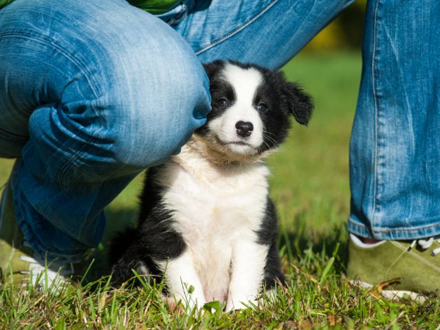 主人带 边境牧羊犬出来玩