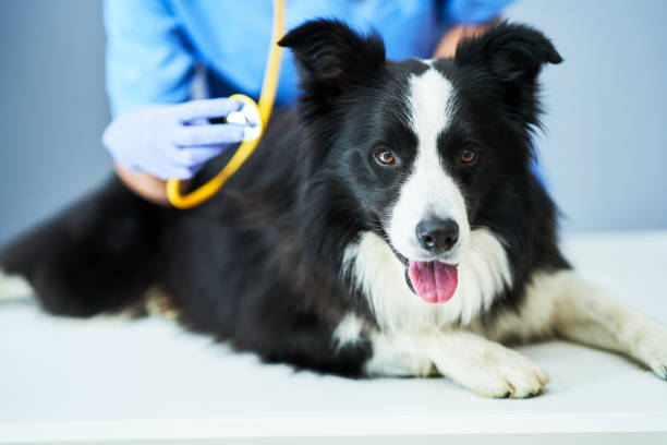 医生在给边境牧羊犬做身体检查