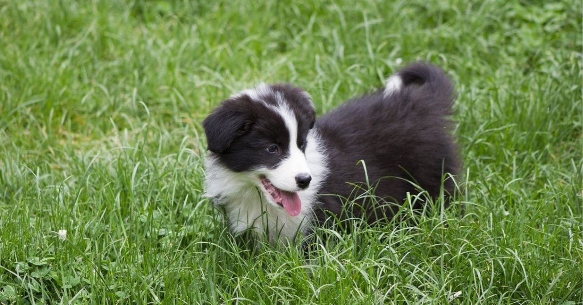 寻找目标的物品边境牧羊犬幼犬