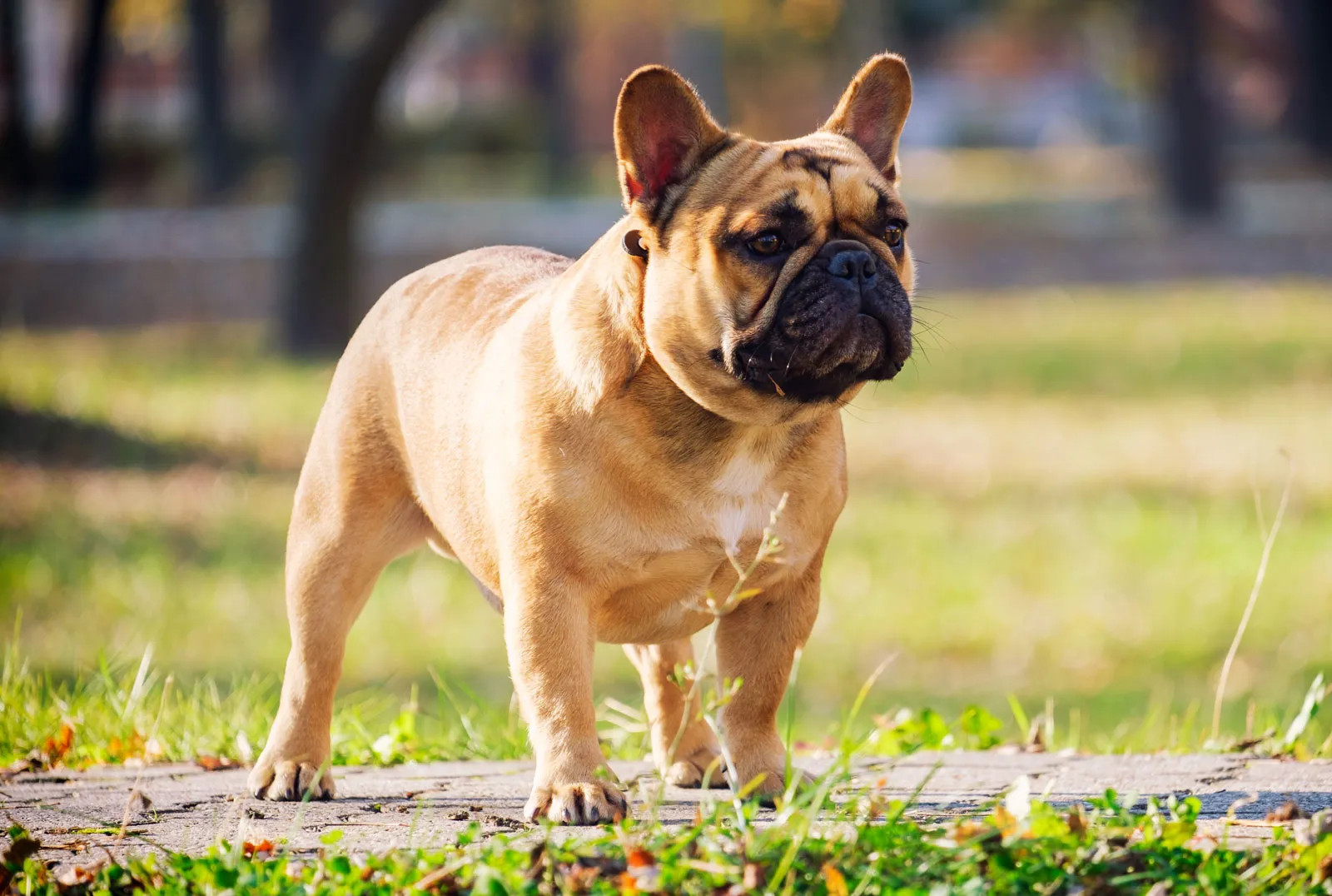 如何挑选适合自己的法国斗牛犬品种？