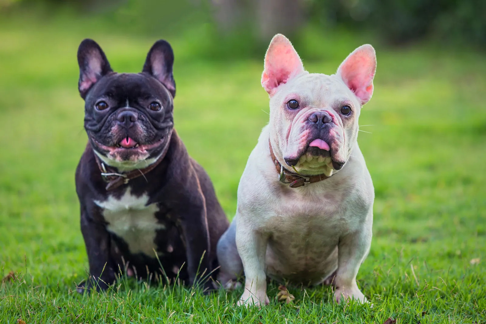 两只不同颜色的斗牛犬