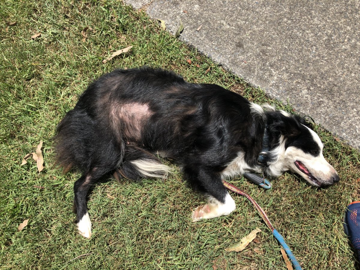 患皮肤问题的边境牧羊犬