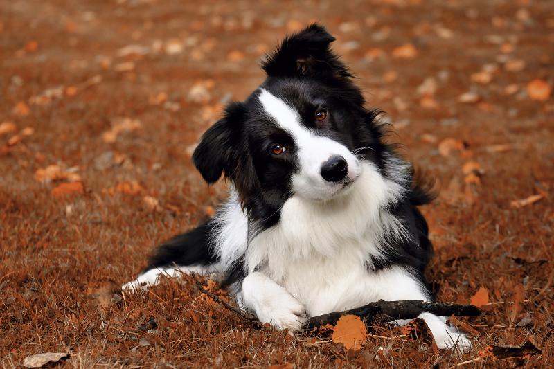 边境牧羊犬容易得皮肤病吗？