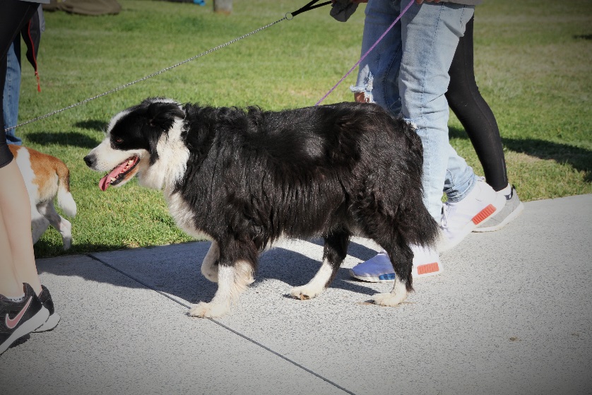 如何教边境牧羊犬跟随主人的脚步？