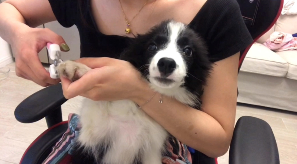 女主人正在给边境牧羊犬幼犬修剪指甲