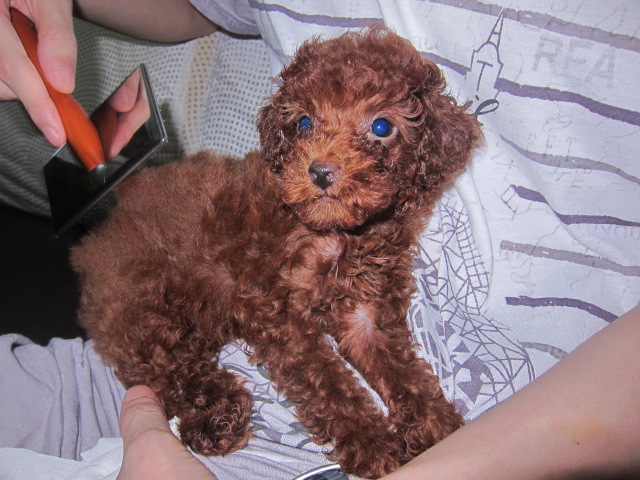 得了蓝眼病的泰迪犬
