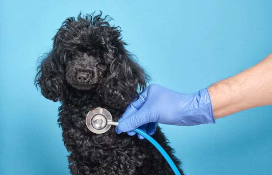 接受定期复诊的黑色泰迪犬