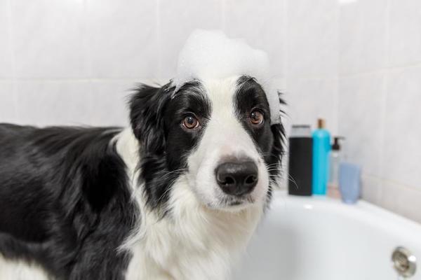 正在洗澡的边境牧羊犬