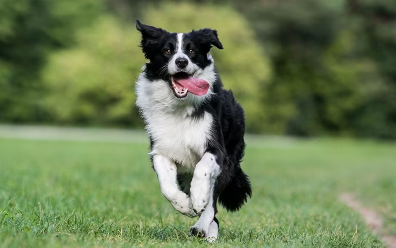 边境牧羊犬的毛发需要使用护发素吗？
