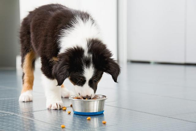 正在吃食物的边境牧羊犬