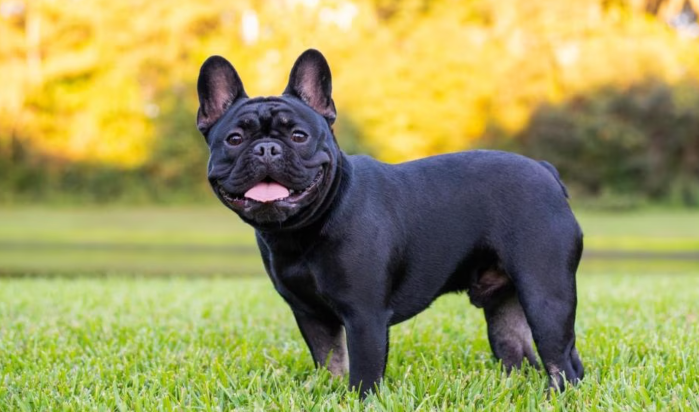 如何训练法国斗牛犬适应在室外进行社交和相处？