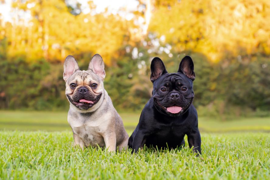 在草地上一起玩耍的两只法国斗牛犬