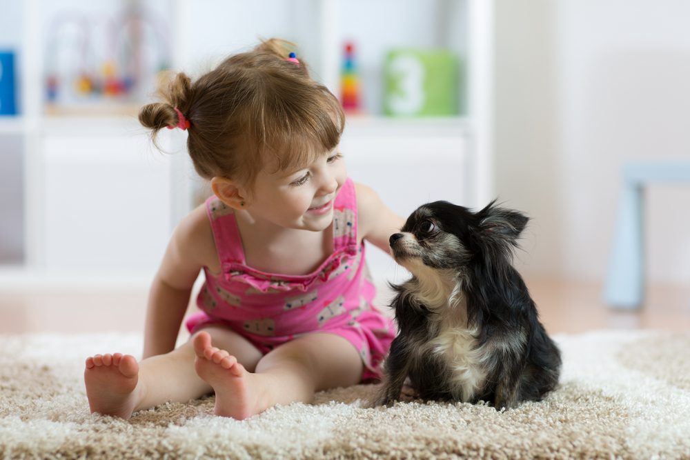 吉娃娃犬是否对人友好呢？