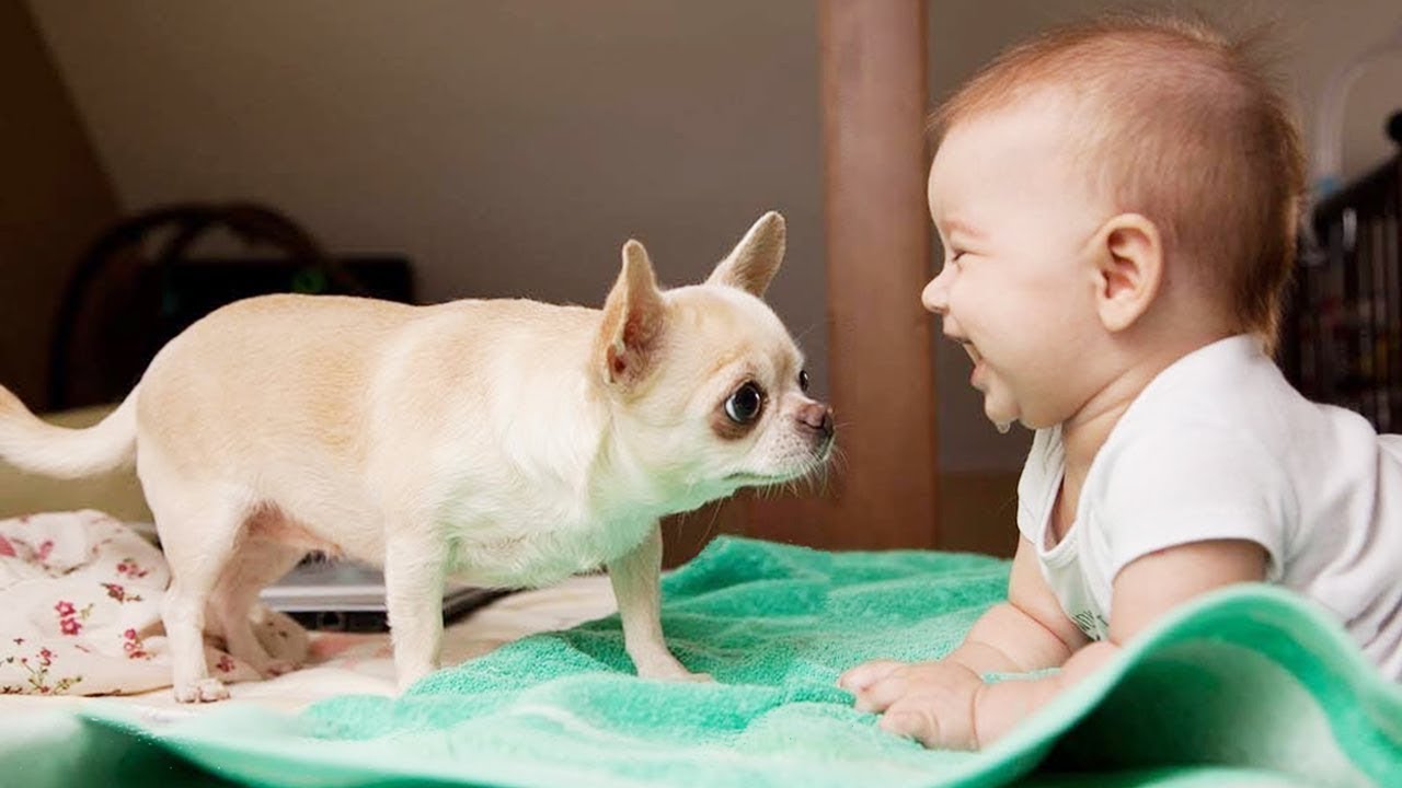 吉娃娃犬与小孩