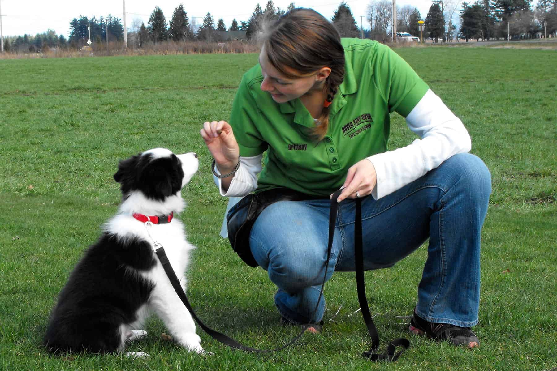 如何与边境牧羊犬建立良好的关系？