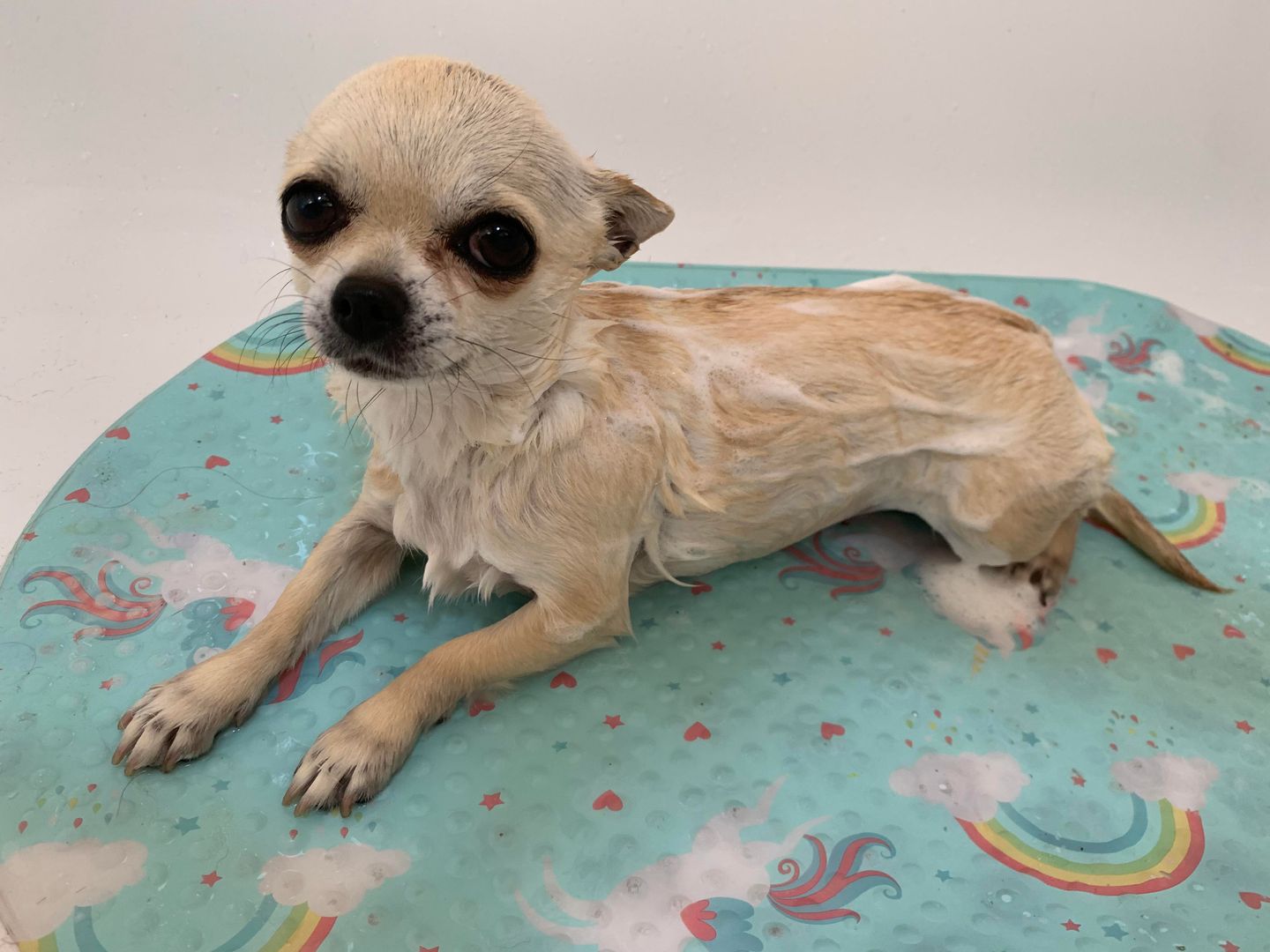定期进行身体情节的吉娃娃犬