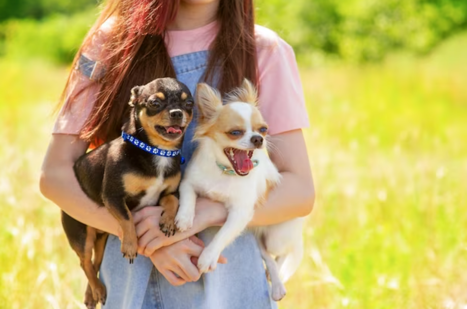 女主人带着两只吉娃娃犬到野外游玩