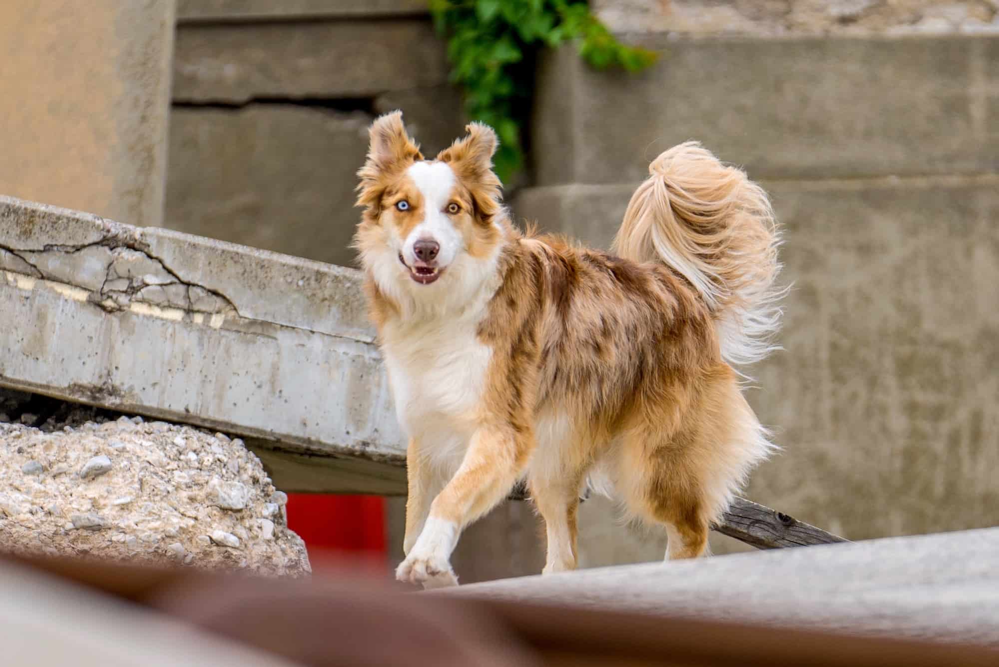 边境牧羊犬的毛发需要进行修剪吗？