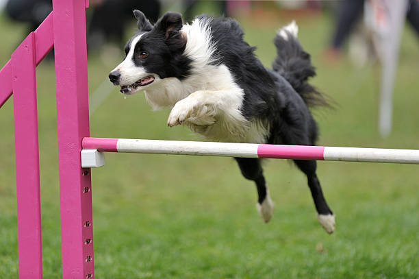 跳跃栏杆的边境牧羊犬