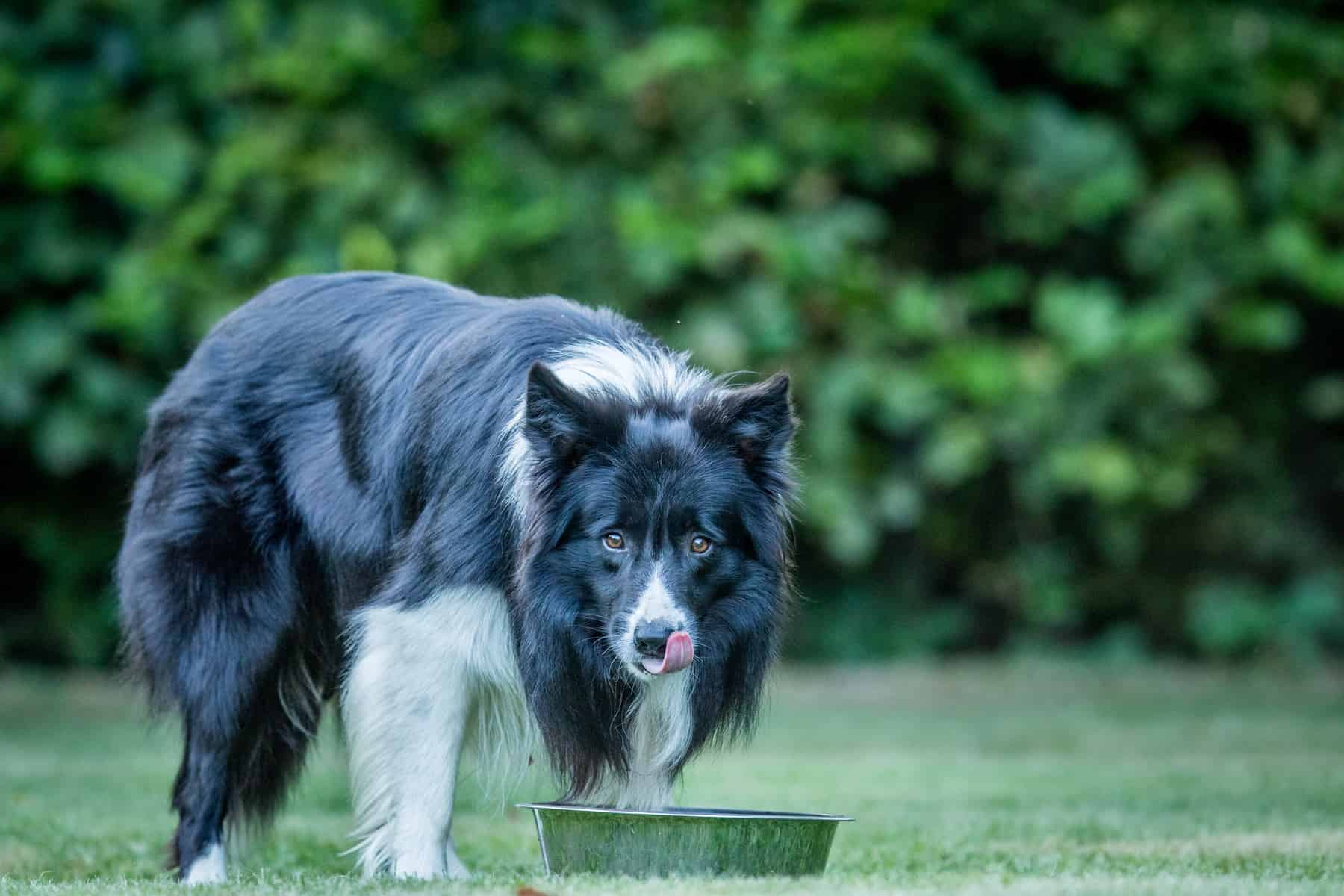 获得美食奖励的边境牧羊犬