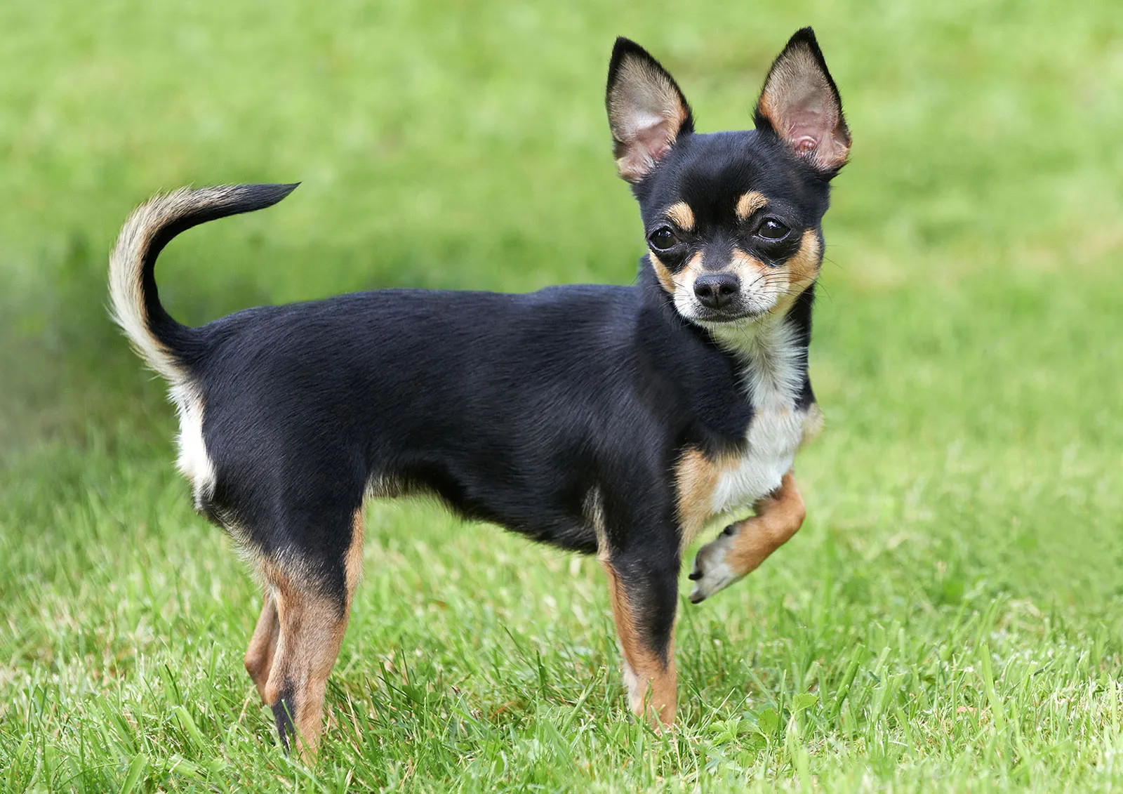 户外运动的吉娃娃犬