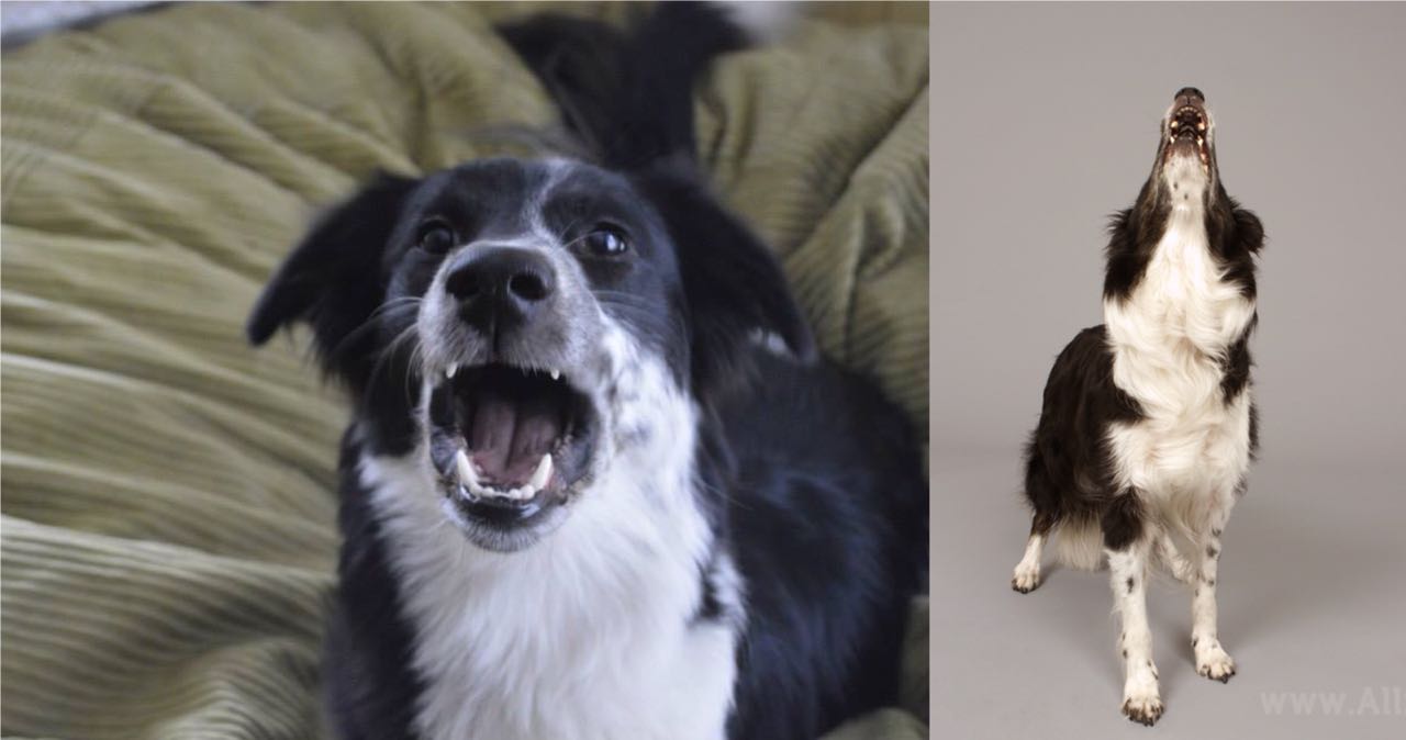 如何防止边境牧羊犬在家里乱叫？