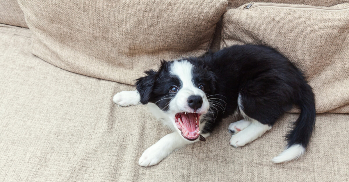 受到外界刺激后狂吠的边境牧羊犬