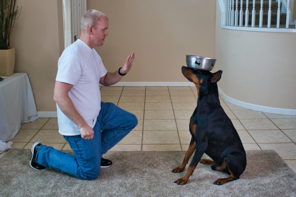 主人与接受训练的杜宾犬