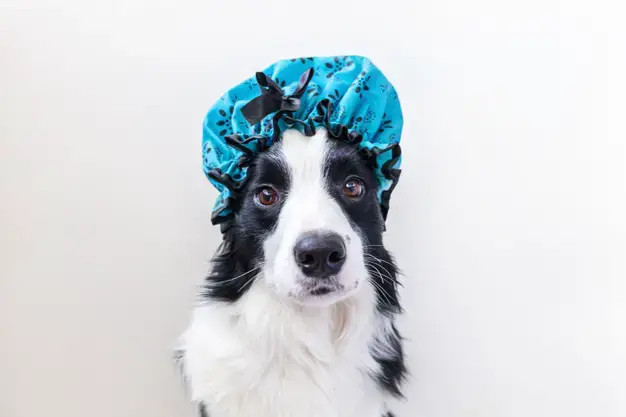 做好洗澡保护的边境牧羊犬