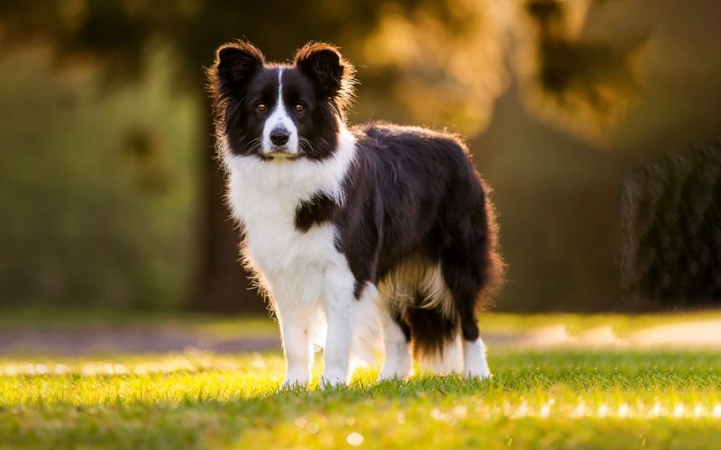 洗完澡后的边境牧羊犬