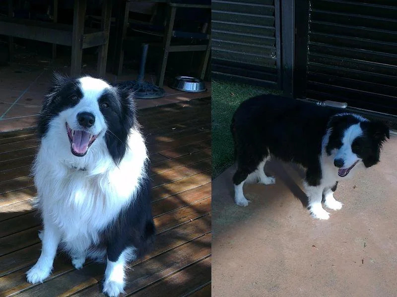 如何使边境牧羊犬的毛发看起来更蓬松？