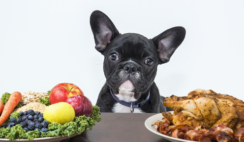 法国斗牛犬怎么喂食？
