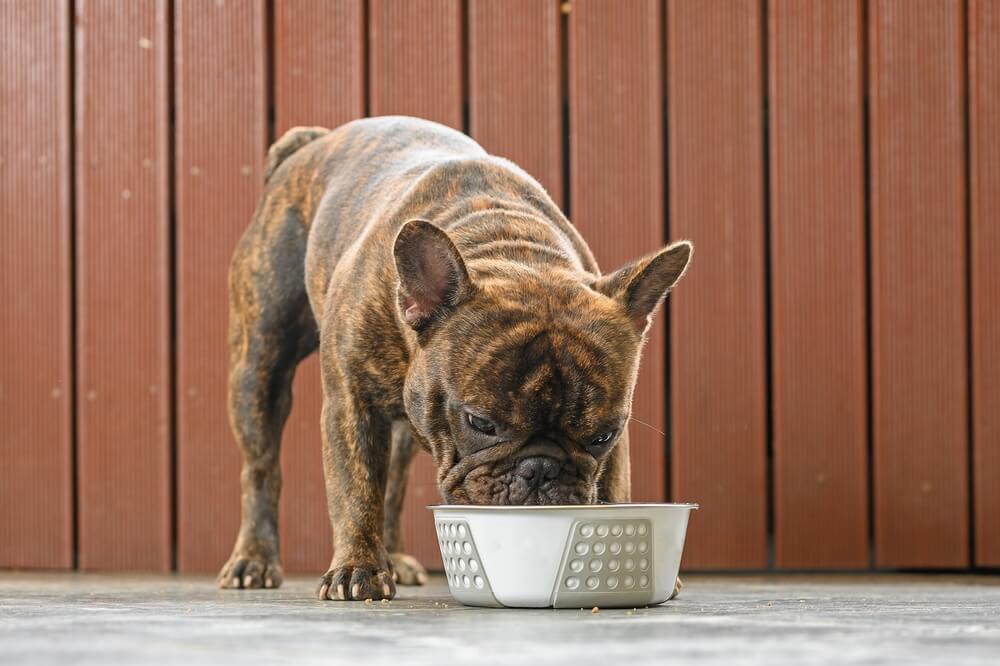 正在吃食物的法国斗牛犬