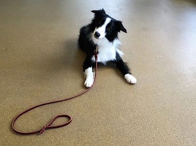 如何训练边境牧羊犬走路时不拉扯绳索？