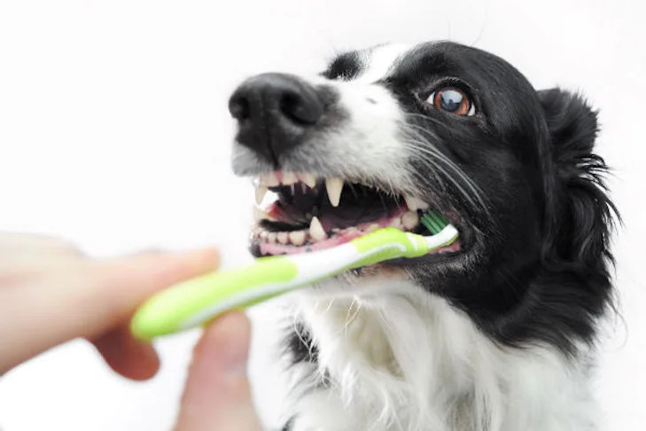 接受定期牙齿清洁的边境牧羊犬