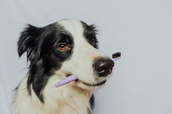 准备刷牙的边境牧羊犬