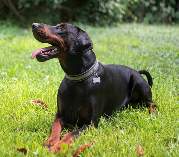 趴在草地上休息的杜宾犬
