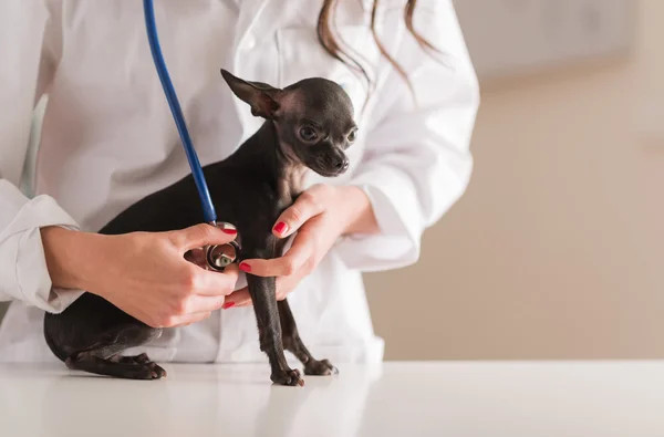 接受身体定期检查的吉娃娃犬