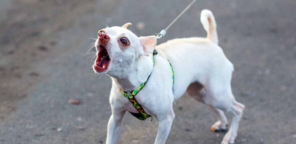 如何训练吉娃娃犬不乱叫？
